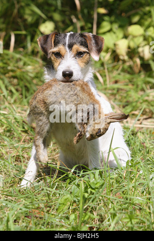 Parson Russell Terrier Hund Beute Wiese sitzen Stockfoto