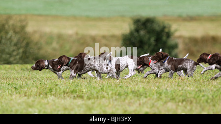 Deutscher Kurzhaariger Vorstehhund. Welpen, die auf einer Wiese Stockfoto