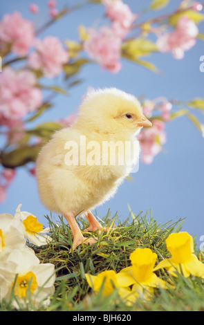 Inländische Huhn. Küken stehend. nächsten Blumen Frühling Stockfoto