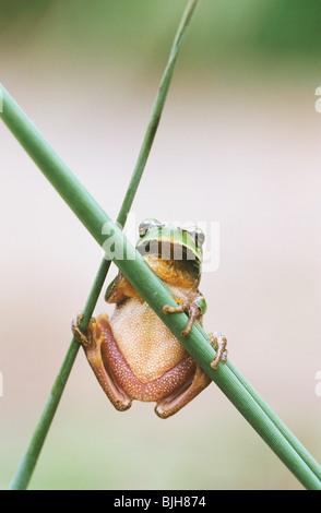 Mittelmeer-Laubfrosch Stiel / Hyla Meridionalis Stockfoto