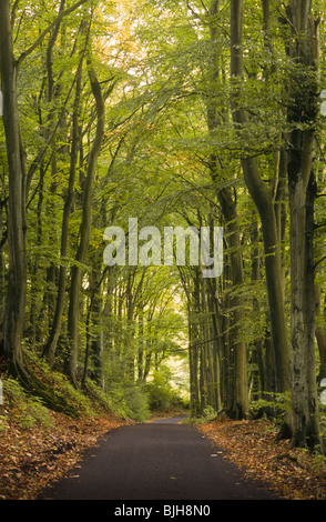 Von Bäumen gesäumten Feldweg in der Nähe von Castleton, Derbyshire Stockfoto