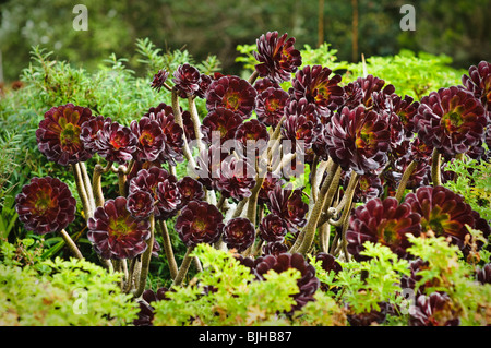 Lila Aeonium.  A. Arboreum "Atropurpureum". Tresco Klostergarten, Tresco, Isles of Scilly. Stockfoto