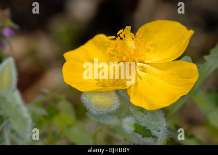 Schöllkraut Mohn oder Holz Mohn, Stylophorum Diphyllum der Familie Pappaveraceae. Stockfoto