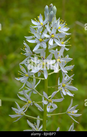 Wild Hyazinthe, Camassia Scilloides der Familie Liliaceae. Stockfoto