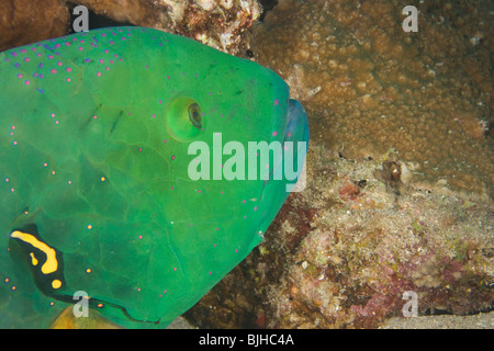 Broomtail-Lippfisch (Cheilinus Lunulatus) Stockfoto