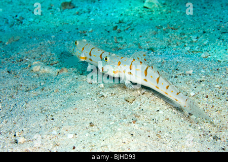 Orange-spotted Grundel (Valenciennea Puellaris) Stockfoto