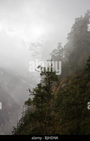 Nebel steigt auf rund um MANASLU Trekking - NUPRI REGION NEPAL in einem gesunden Wald Stockfoto