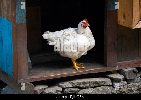 Ein weißes Huhn in einem Dorf-Eingang auf der rund um die ANNAPURNA TREK - NUPRI REGION NEPALS Stockfoto