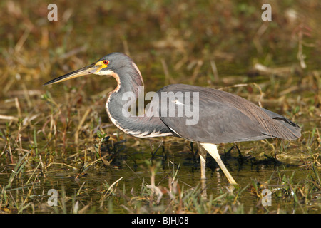 Dreifarbigen Heron (Egretta Tricolor) auch bekannt als der Louisiana-Reiher Stockfoto