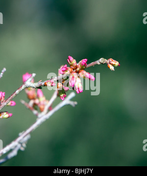 Sehr frühe Knospe eine Okame Cherry Prunus x Kirschbaum. Schuss im zeitigen Frühjahr. Stockfoto