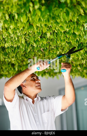 Mann-trimmen-Baum Stockfoto