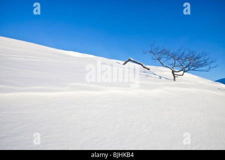 Schiefe Hawthorne Baum am Rushup Rand nach starkem Schneefall im Peak District National Park Stockfoto