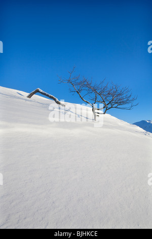 Schiefe Hawthorne Baum am Rushup Rand nach starkem Schneefall im Peak District National Park Stockfoto