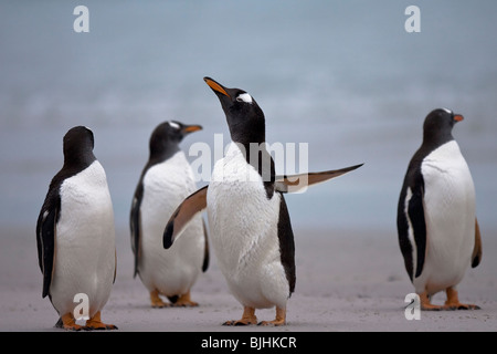 Gentoo Penguin Pygoscelis Papua Eselspinguin Sea Lion Island Falkland-Inseln Stockfoto