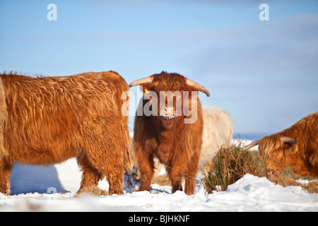 Hochlandrinder im Schnee, aufgenommen am Baslow Rand im Peak District National Park Stockfoto