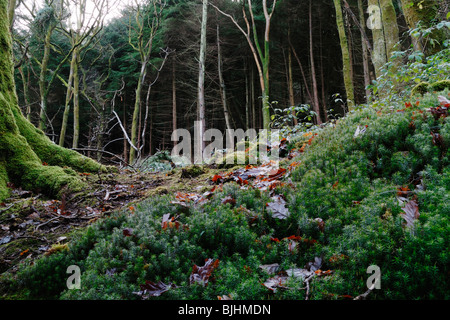 Westliche Hemlocktanne, Tsuga Heterophylla in alten Eiche Wald gepflanzt Wales. Stockfoto