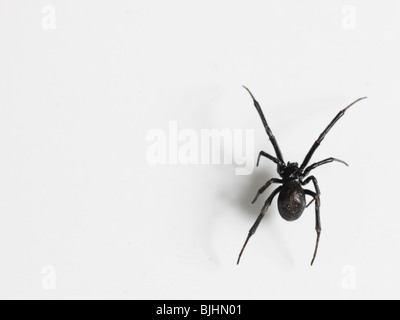 Schwarze Witwe Spinne Stockfoto