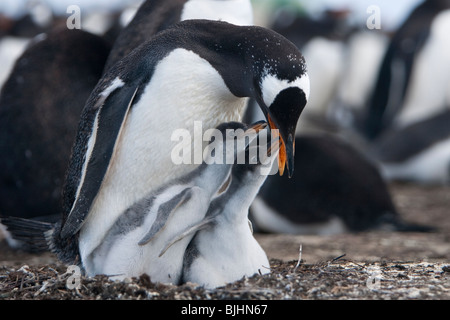 Gentoo Penguin Pygoscelis Papua Eselspinguin Sea Lion Island Falklandinseln Erwachsenen mit zwei Küken um Essen betteln Stockfoto