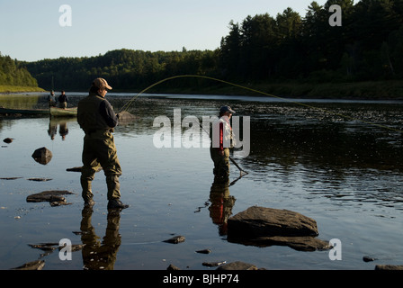 Troy Adams spielt seine ersten Atlantischen Lachs, Salmo salar, Miramichi River, New Brunswick, Kanada. Stockfoto