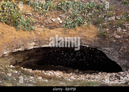 Mexikanische Free-tailed Fledermäuse vor Brasiliensis im Eingangsbereich nach Bracken Cave Texas USA Stockfoto