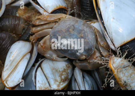 Columbus-Krabben, Planes Minutus. Gemeinsamen Gans Entenmuscheln, Lepas Anatifera zusammen zu leben. Boje Angeln. Stockfoto