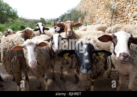 Ta' Rikkardu Restaurant und Ziegenmilch Käseherstellung zu verarbeiten, Gozo, Malta Stockfoto