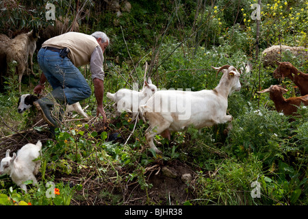 Ta' Rikkardu Restaurant und Ziegenmilch Käseherstellung zu verarbeiten, Gozo, Malta Stockfoto