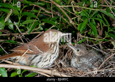 Weiblicher brauner thrasher (Toxostoma rufum) in der Nähe des Nestes, Georgia, USA. Stockfoto