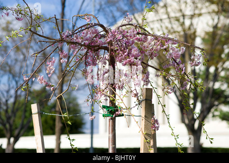 Jungen Weinen Cherry Blossom Baum gepflanzt nur neben dem Jefferson Memorial in Washington DC unterstützt durch Stangen und Draht. Stockfoto