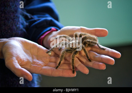 Eine chilenische Rose-behaarte Tarantel (Grammastola Rosea) auf eine weibliche Zookeeper Hände im Point Defiance Zoo, Tacoma, WA, USA. Stockfoto