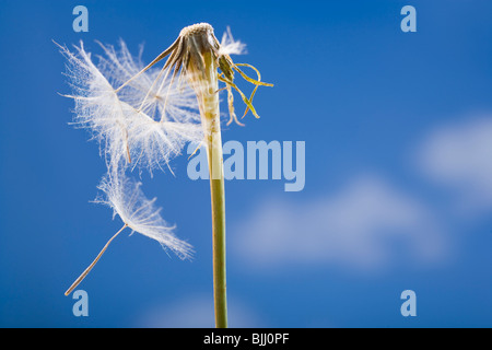 Löwenzahn Samen und Stengel mit blauem Himmel Stockfoto