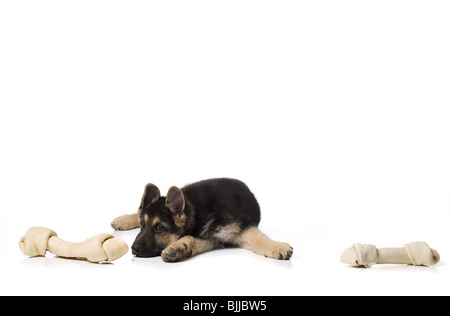 Deutscher Schäferhund-Welpe liegend Stockfoto