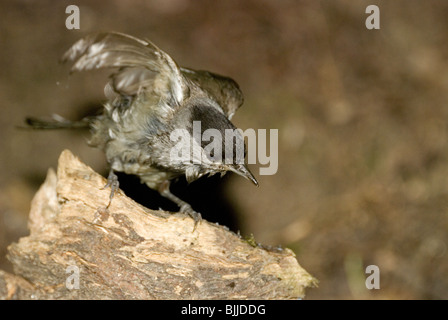 Männliche Mönchsgrasmücke (Sylvia Atricapilla) Stockfoto