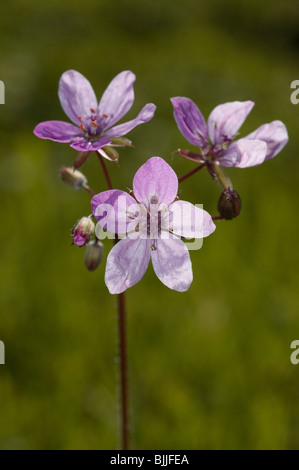 Redstem Filaree oder gemeinsame Stork es-Rechnung (Erodium Cicutarium) Stockfoto