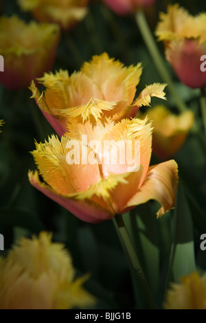 Lambada Tulpen im Garten Tulpe der Keukenhof in Lisse in den Niederlanden. Stockfoto