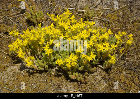 Goldmoss Fetthenne, Goldmoss Sedum, beißen Mauerpfeffer oder Wallpepper (Sedum Acre) Stockfoto