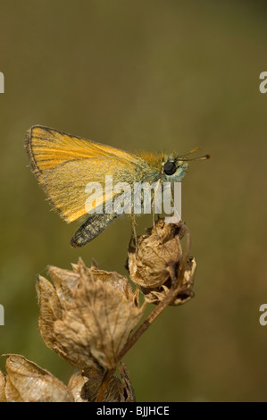 Kleiner Schmetterling Skipper (Thymelicus Sylvestris) Stockfoto