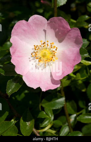 Blume der Hundsrose (Rosa Canina) Stockfoto