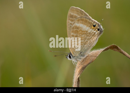 Peablue oder Long-tailed blau Schmetterling (Lampides Boeticus) Stockfoto