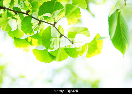 Sonnenlicht durch grüne Zweige eines ginkgo Baum Stockfoto