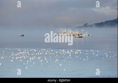 Atmosphärische Insel mattierte Filialen in gefrorenen Loch Tay mit Frost-Rauch steigt aus offenen Gewässern und entfernte Grate und Nebelbank Stockfoto