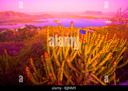 Udiapur Stadt und Kaktus, Palast auf dem Pichola-See, Rajasthan, Indien, gegründet von Maharana Singh im Jahr 1559 Stockfoto