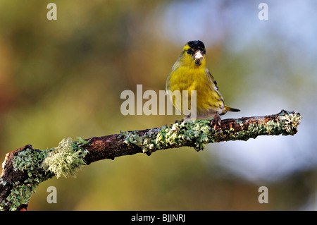 Erlenzeisig auf einem Hochsitz in einem Garten am Killin in Perthshire Schottland, Vereinigtes Königreich Stockfoto