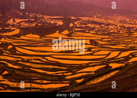 Yuan Yang Reis Terrassen, Volksrepublik China, Provinz Yunnan, in der Nähe von vietnamesischen Grenze, UNESCO-Weltkulturerbe Stockfoto