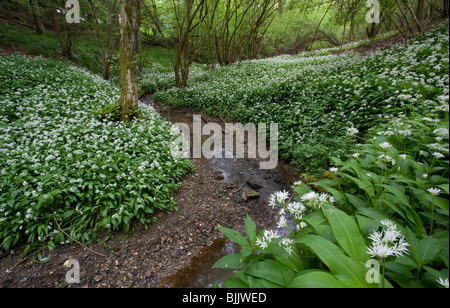 WILDER Knoblauch oder BÄRLAUCH (Allium Ursinum) Masse Blüte im Wald von mäandernden Bach, Sussex, UK. Stockfoto