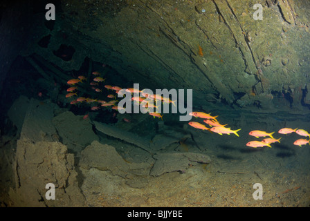 Wrack der Dunraven im Roten Meer, Küste von Ägypten Stockfoto