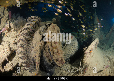 Wrack der Thistelgorm im Roten Meer von Ägypten. Stockfoto