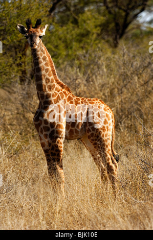 Sehr junges Baby Giraffe (Giraffe Giraffe) mit Nabelschnur auf dem Bauch vor der Kamera, Madikwe Game Reserve, Sout Stockfoto