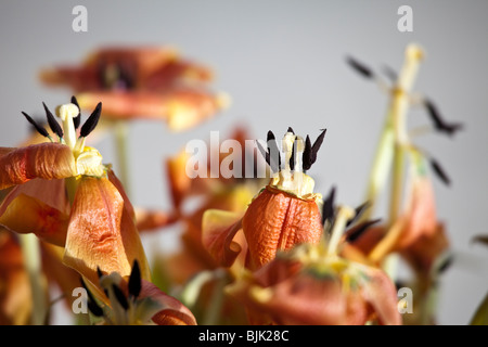 Verblasste Tulpen Stockfoto