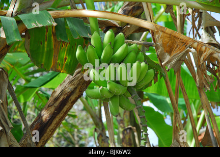 Banane Haufen wachsen auf Baum in Honduras, Mittelamerika Stockfoto